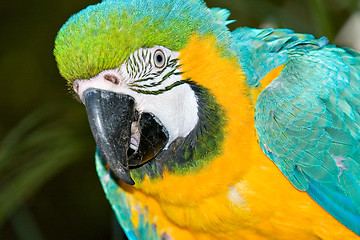 Image showing macaw