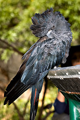 Image showing glossy black cockatoo