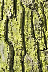 Image showing Bark of pine.