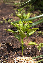 Image showing small capsicum plant growing in compost