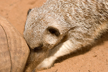 Image showing meerkat digging