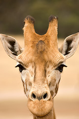 Image showing close up of a giraffe at eye close up of giraffe at eye level
