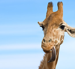 Image showing giraffe looking stupid