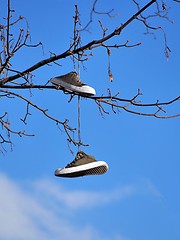 Image showing Shoes on a tree