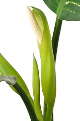 Image showing Dumb Cane flower isolated