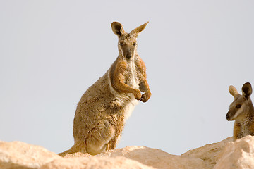 Image showing yellow footed rock wallaby