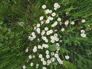 Image showing White Daisy flower