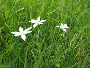 Image showing Star of Bethlehem flower