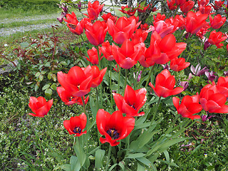 Image showing Red Tulips flower