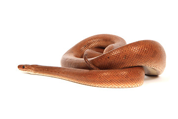 Image showing rainbow boa snake