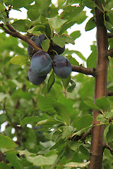 Image showing blue plums tree