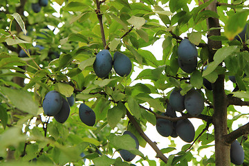 Image showing blue plums tree