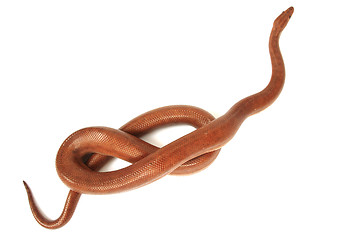 Image showing rainbow boa snake