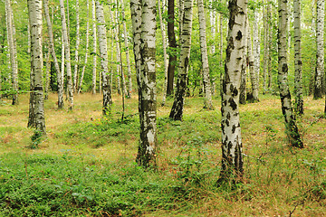 Image showing birch tree forest