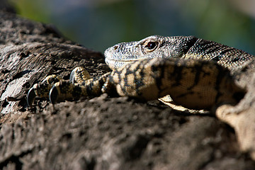 Image showing climbing goanna