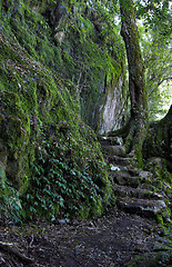 Image showing rainforest path