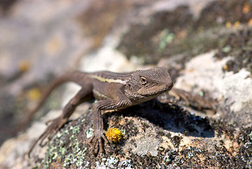 Image showing nobbi or jacky dragon