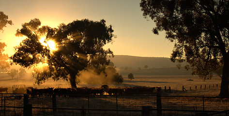 Image showing cows in the morning