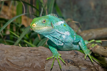 Image showing green iguana