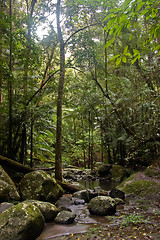 Image showing rain forest