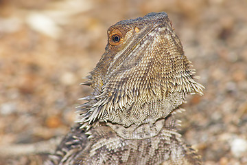 Image showing central bearded dragon