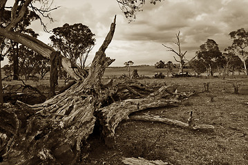 Image showing fallen tree