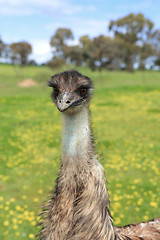 Image showing Young emu in Australian bushland