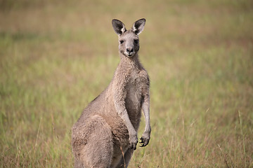 Image showing Eastern Grey Kangaroo - Macropus giganteus