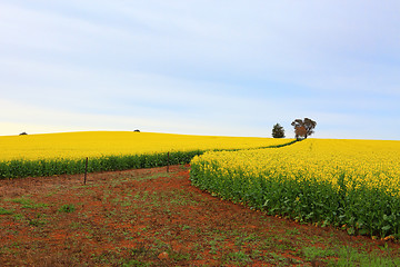 Image showing Flowering canola fields farm