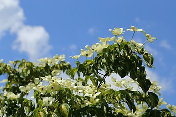 Image showing Dogwood