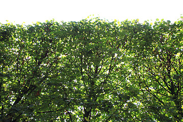 Image showing beech leaves background