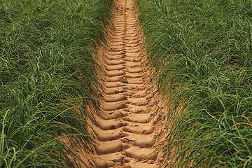 Image showing green chives field