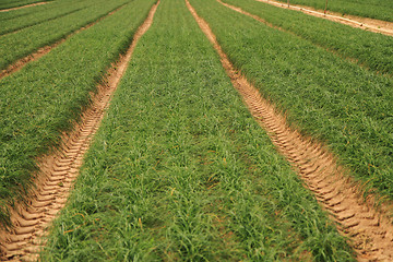 Image showing green chives field