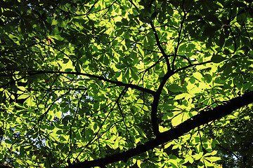 Image showing chestnut tree background