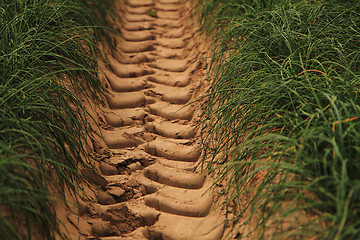 Image showing green chives field