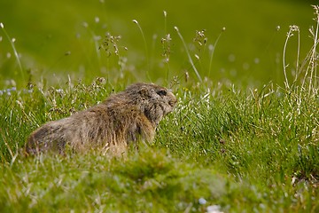 Image showing Marmot in it\'s hole