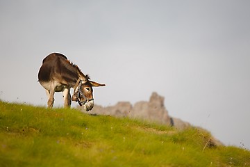 Image showing Grazing Donkey i