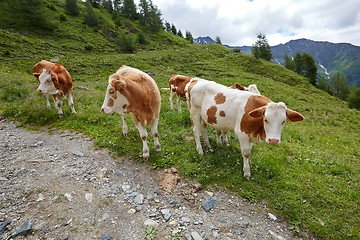 Image showing Cows grazing on the hillside