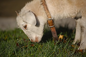 Image showing Lamb grazing in the grass