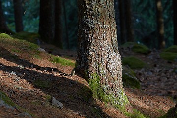 Image showing Forest tree detail