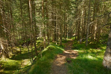 Image showing Forest hiking path