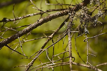 Image showing Branches