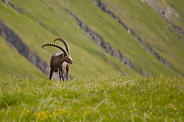 Image showing Alpine Ibex Grazing