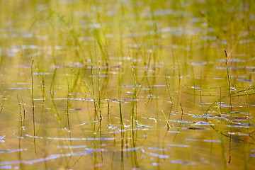 Image showing Swamp water detail