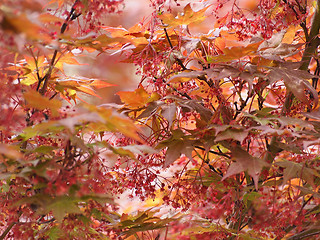 Image showing Red maple acer tree