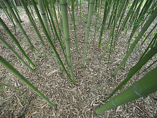 Image showing Bamboo tree perspective