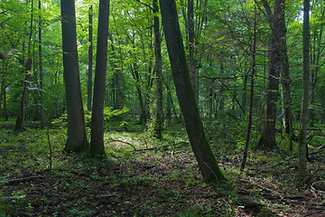 Image showing Sun entering rich deciduous forest