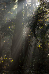 Image showing Misty autumnal coniferous stand in morning