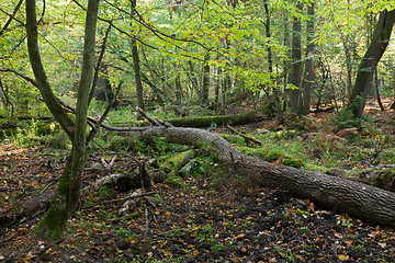 Image showing Old oak trees broken lying