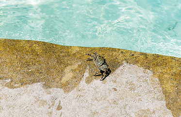 Image showing close up of crab at swimming pool edge